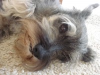 /album/fotky1/nasi-mazlicci-16-jpg/